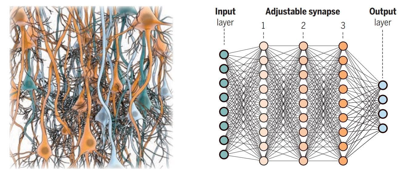 human brain neural network versus artificial neural network