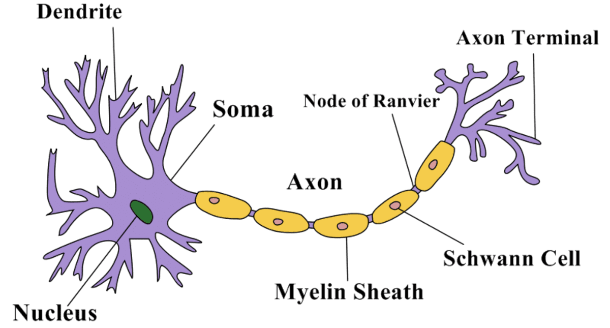 neuron deep neural network