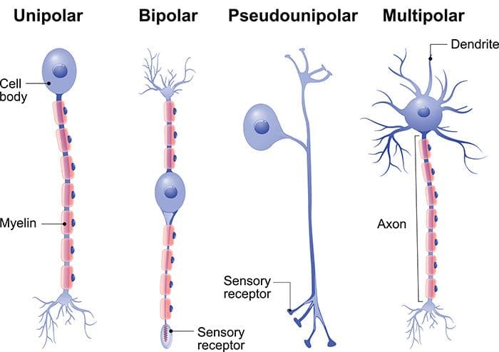 types of neuron deep neural network
